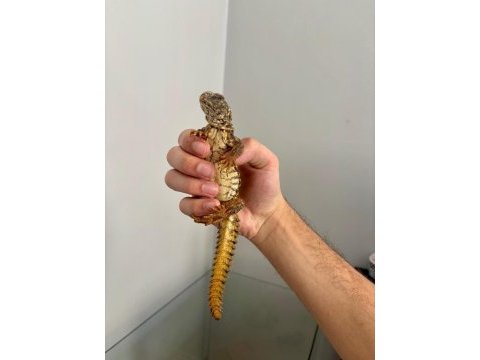 Çift uromastyx yasal çipli