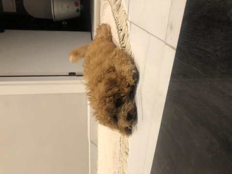 4 aylık poodle