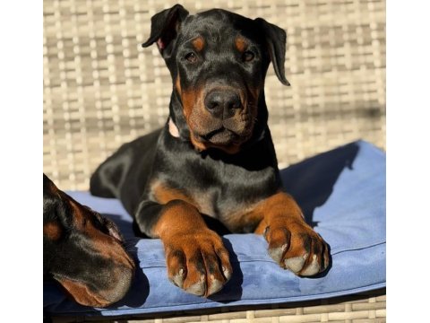 Dişi erkek doberman kapıda ödemeli güvenli sistem