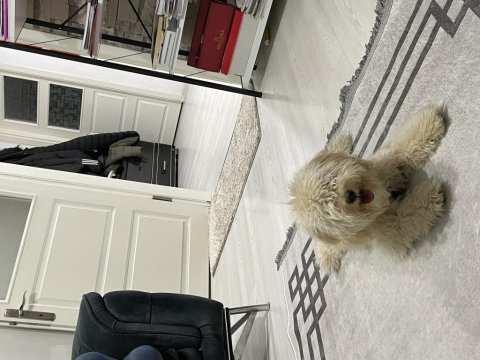 8 aylık maltipoo