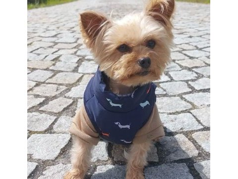Uyguna wc eğitimli bakımlı köpeğimiz