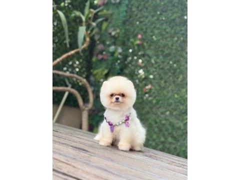 Tea cup pomeranian boo kızımız