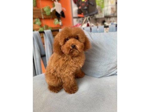 Red brown toy poodle