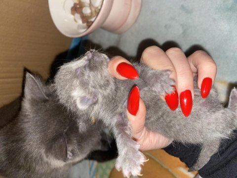 British shorthair 3 haftalık