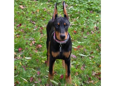 Izin belgeli üretim çiftliğinden doberman kapıda öde