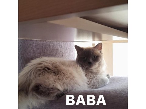 Muğla/dalaman 2 aylık british longhair dişi