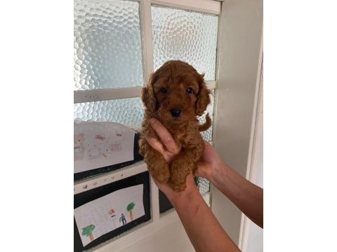Red brown poodle yavrularim orijinal
