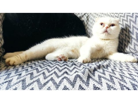 Kar beyaz mavi göz sıfır kulak yetişkin dişi