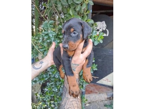 Irk ve sağlık garanti saf kan doberman yavrularımız