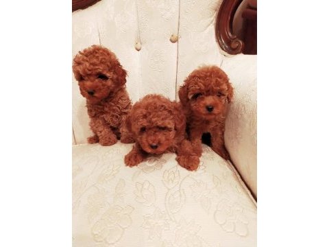 Petmode köpek çiftliğinde ziyarete açık kore toy poodle
