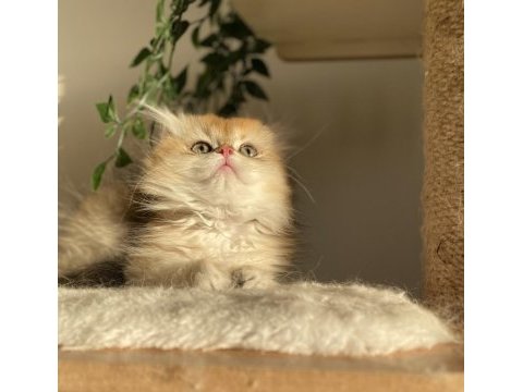 Şecereli ny12 british longhair