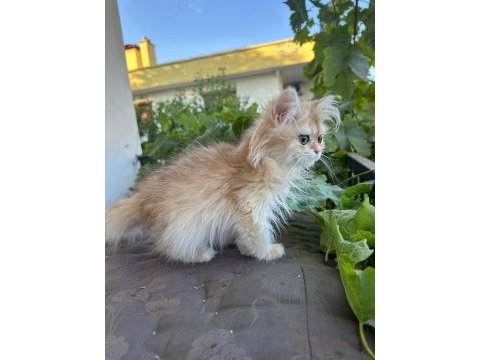 Golden british longhair
