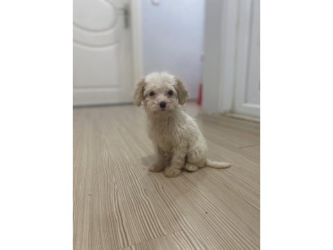 Maltipoo ve toy poodle kırması 2 aylık yavru