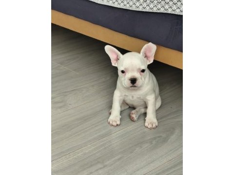 French bulldog teslime hazır dişi