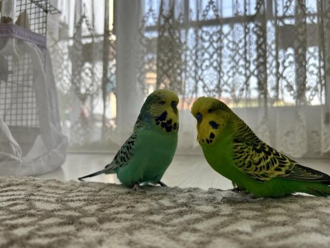 İngiliz erkek muhabbet kuşu