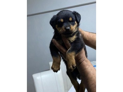 Orijinal rottweiler yavruları