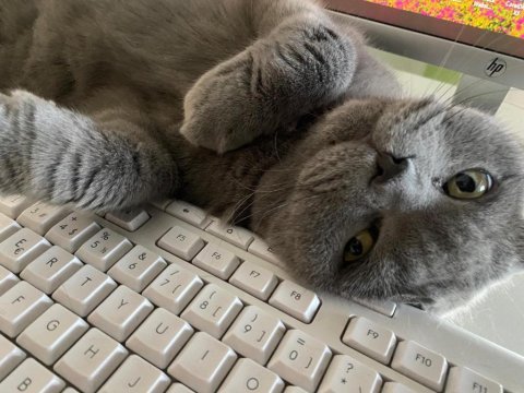 Scottish fold kedim smile