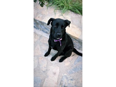 Köpeğimiz canoyu sahiplendiriyoruz