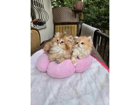 British longhair yavrular