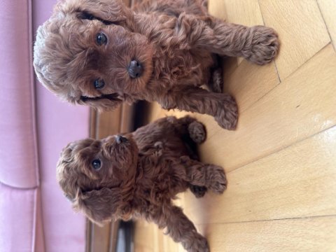 Red brown toy poodle