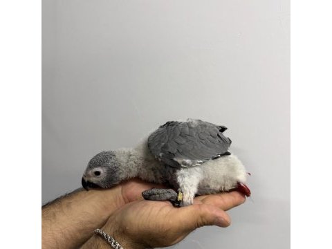 70 günlük bebek jako el besleme