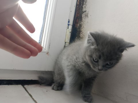 Erkek yavru british shorthair
