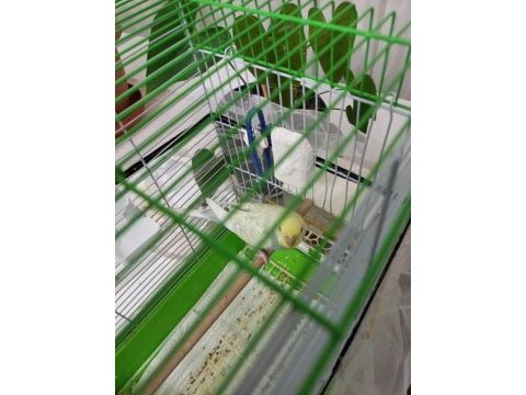 Dişi muhabbet kuşu iletişime geçiniz