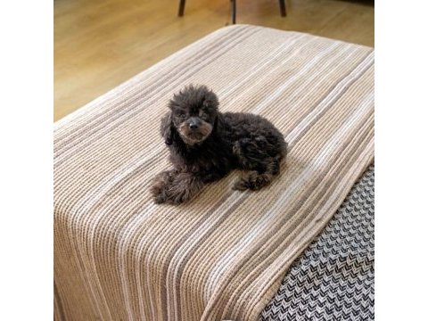 Mama karşılığı orjinal erkek toy poodle
