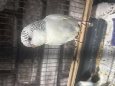 5 adet yeme düşmüş bebek muhabbet kuşu