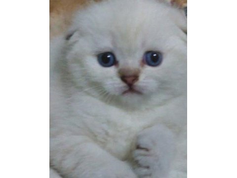 Birbirinde sevimli oyuncu bebek kediler