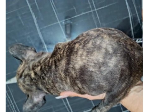 A kalite şecereli yavru french bulldog