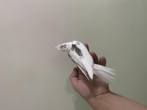 Heavy cf clear albino lutino el besleme yavru sultan