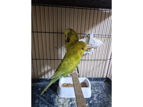 Jumbo hazır takım muhabbet kuşu