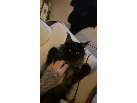 Saf kan şecereli xxxl maine coon son yavru