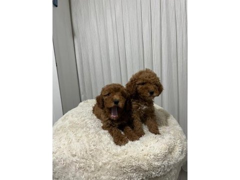 Mükemmel toy poodle yavrular yeni ailesini arıyor