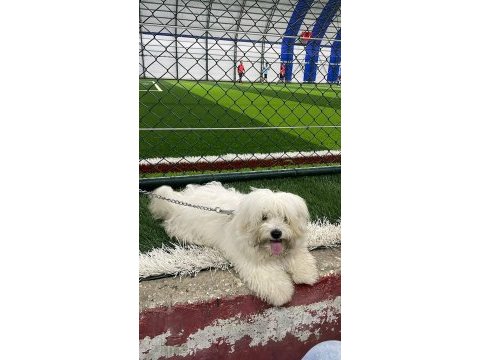 6 aylık maltipoo köpeğimiz hera