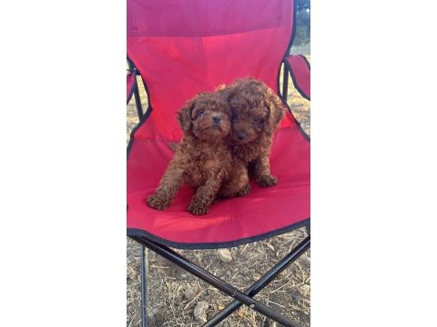 Oyuncak ayıcık red brown toy poodle bebekler