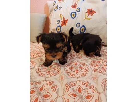 Yorkshire terrier bebekler