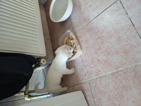 Jack russell anne malta terrier baba melez köpeğimiz
