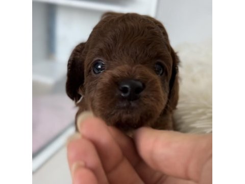 Kore poodle bebekler
