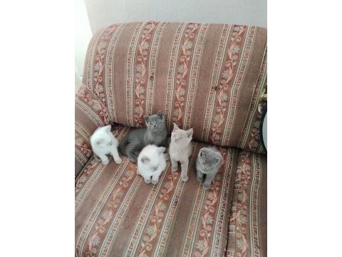 British shorthair kedileri