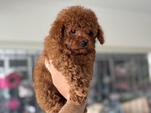 Petmode köpek çiftliğinden tea cup kore poodle