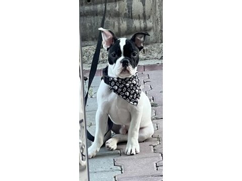 6 aylık erkek fransız bulldog