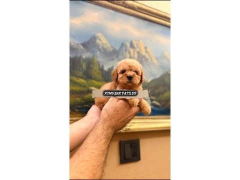 Orijinal toy poodle