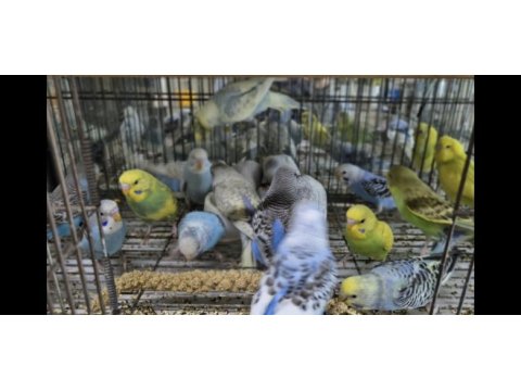 Ele alışkın yavru muhabbet kuşları
