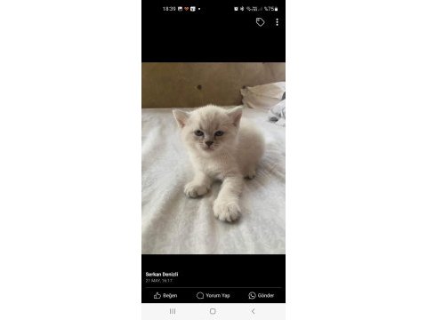 Tatlı mı tatlı british shorthair bebişler