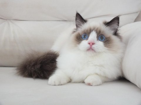Full şecereli ragdoll yavruları