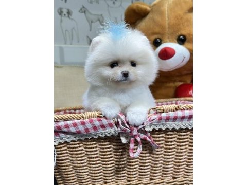 Pomeranian boo yavrular orjinal safkan