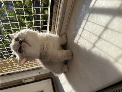 Munckin kısa bacaklı silver