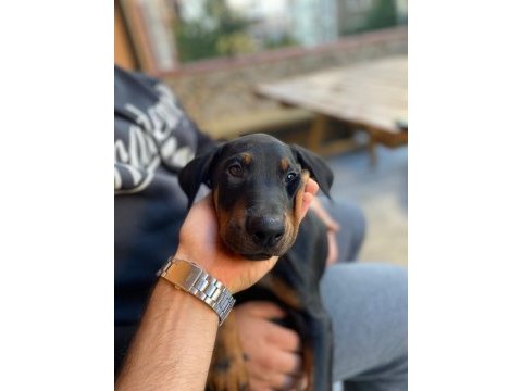 Yavru doberman